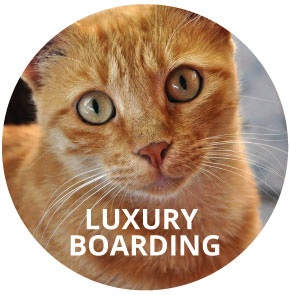 Luxury Boarding