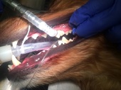 dentalpicture.jpg