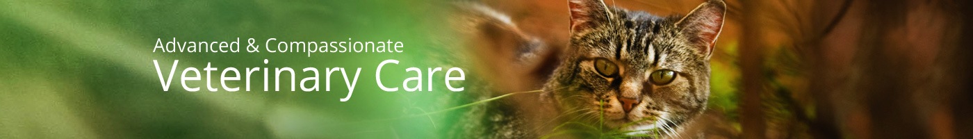 Interior Header