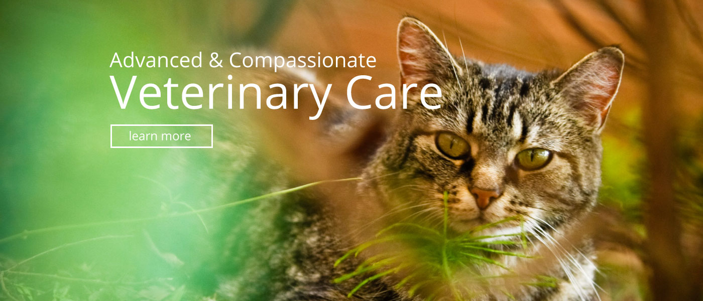 Advanced Veterinary Care