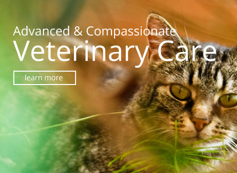 Advanced Veterinary Care